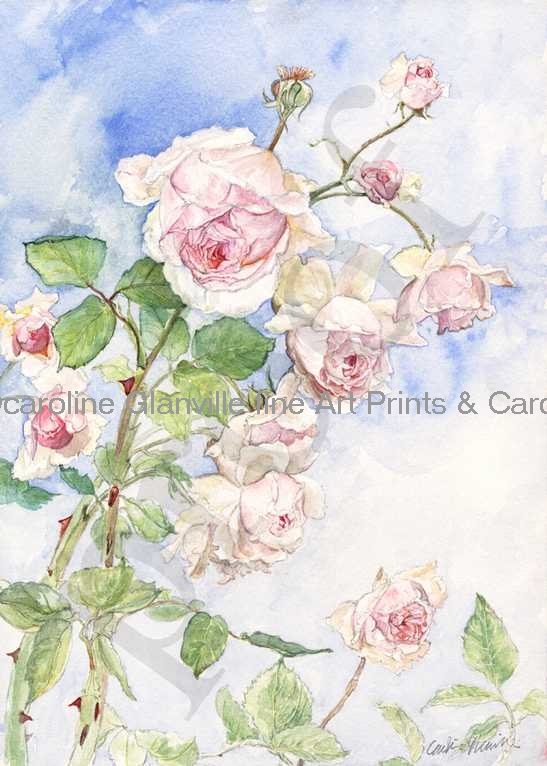 old english rose, painting by Caroline Glanville